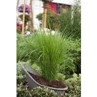 Pflanzen für Dich Gräser Panicum virg. Northwind, 1 St., Rutenhirse, aufrecht, winterhart