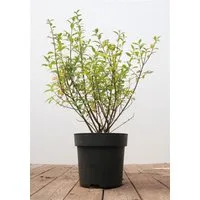 Pflanzen für Dich Gehölze Ligustrum vulg. Atrovirens, 1 St., Gewöhnlicher Liguster, Heckenliguster, Liguster