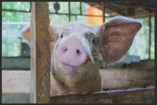 Fussmatte Schwein 4815 | Größe: 60 cm x 45 cm