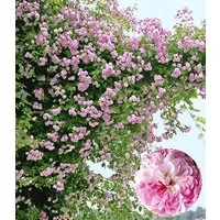 BALDUR Garten Rose Rambler-Rose 'Paul's Himalayan Musk Rambler', 1 St., Climbing-rose, duftend, winterhart, mehrjährig, pflegeleicht
