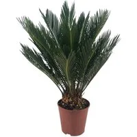meinvipshop Zimmerpflanze Tropisches Palmfarn XXL 60cm