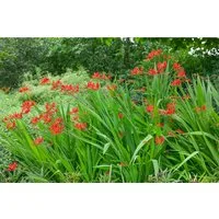 Pflanzen für Dich Staude Crocosmia crocosmiiflora Lucifer, 1 St., Montbretie, Garten-Montbretie