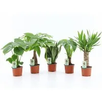meinvipshop Zimmerpflanze Zimmerpflanzen Mix 5er Set
