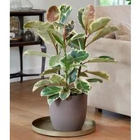 BALDUR Garten Zimmerpflanze Weißbunter Gummibaum ca. 50-60 cm hoch, 1 St., Buntblatt-Ficus, pflegeleicht, robust