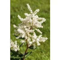 Pflanzen für Dich Staude Astilbe jap. Deutschland, 1 St., Prachtspiere, Japanische Prachtspiere