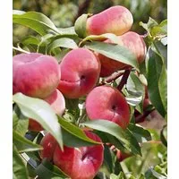 BALDUR Garten Pfirsichbaum Teller-Pfirsich 'PlatiforTWO®', 1 St., Weinbergpfirsiche, winterhart, mehrjährig, essbar