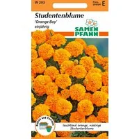 SAMEN PFANN Blumensamen Tagetes, Orange Boy - Saatgut Tagetes-Samen Samen, Tagetes patula