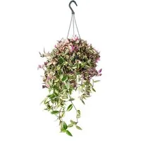 Exotenherz Zimmerpflanze Pflanze zum Hängen Tradescantia quadricolor Zebrakraut 17cm Ampel