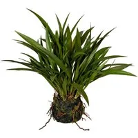 Kunstgras Grasbusch Miscanthus im Moosballen Gras, Creativ green, Höhe 35 cm