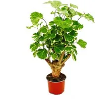 Exotenherz Zimmerpflanze Weißbunte Fiederaralie Polyscias balfouriana pflegeleichte 12cm Topf