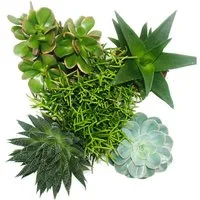 Exotenherz Kaktus Set aus 5 verschiedenen Sukkulenten im 12cm Topf