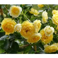 Dehner Rose Zwerg-Kletterrose Starlet® Elida®, gelb-farbene Blüten, 60-80 cm, Züchter Tantau, mit gefüllten und duftenden Blüten