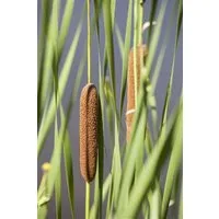 Pflanzen für Dich Staude Typha latifolia, 1 St., Breitblättriger Rohrkolben, Breitblättrige Rohrkolben, Rohrkolben
