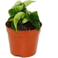 Exotenherz Zimmerpflanze Mini Hoya carnosa compacta Porzellanblume Baby-Plant 6,5cm Topf