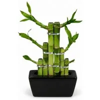 Exotenherz Zimmerpflanze Lucky Bamboo modernes Arrangement in eckiger Schale 3 Ebenen schwarz