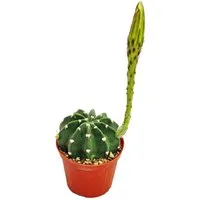 Exotenherz Kaktus Echinopsis subdenundata - kleine Pflanze im 5,5cm Topf