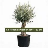 Palms-Store Olivenbaum Olea Europaea, ca. 20- 30 Jahre Alt, Höhe ca. 180 cm, charaktervoller Stamm, Winterhart bis –15 °C