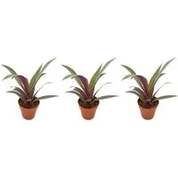 meinvipshop Zimmerpflanze Tradescantia spathacea Sitara 3er Set Zimmerpflanze