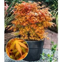 BALDUR Garten Zierstrauch Japanischer Ahorn 'Katsura', 1 St., Zwerg-Ahorn, winterhart, mehrjährig