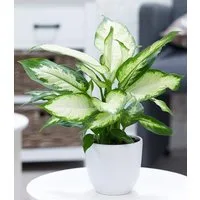 BALDUR Garten Zimmerpflanze Dieffenbachie 'Camilla', 1 St., Dieffenbachia, pflegeleicht