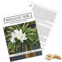 HappySeed Blumensamen Exotische Kakteen Samen mit hoher Keimrate - Madagascar-Palme, Kakteen
