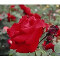 Dehner Rose Kletterrose Santana®, rote Blüten, gefüllt/duftend, Blüten gefüllt und duftend, Züchter Tantau