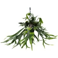 Exotenherz Zimmerpflanze Platycerium bifurcatum Geweihfarn Solitärpflanze im 21cm Ampeltopf