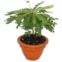 Exotenherz Zimmerpflanze Biophytum sensitivum Südseepalme 9cm Topf Die Pflanze die sich bewegt