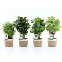 meinvipshop Zimmerpflanze Fiederaralie Polyscia 4er Set mit Übertopf 40cm