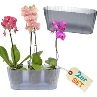 GarPet Blumentopf 2er Set Orchideentopf Transparent Orchideen Über groß rauchfarbig groß