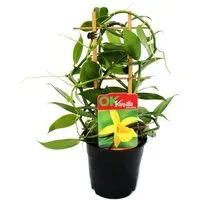 Exotenherz Zimmerpflanze Echte Vanille Pflanze am Spalier Vanilla planifolia im 11cm Topf
