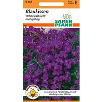 SAMEN PFANN Blumensamen Blaukissen (Aubrieta) - Saatgut Samen, Aubrieta cultorum