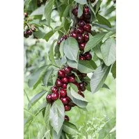 Pflanzen für Dich Obstpflanze Prunus avium Lapins, 1 St., Süßkirsche, Lapins-Kirsche, süßkirsche, selbstfruchtend