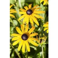 Pflanzen für Dich Staude Rudbeckia fulgida Goldsturm, 1 St., Sonnenhut, Gelber Sonnenhut, Goldsturm-Sonnenhut