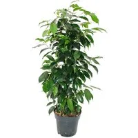 Exotenherz Zimmerpflanze Ficus benjamini "Danielle" im 17cm Topf