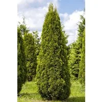 Garten von Ehren Hecken Thuja occidentalis Smaragd, Containerware 100-125 cm