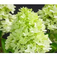 Dehner Zierstrauch Rispen-Hortensie Limelight®, Hydrangea paniculata, weiße Blüten, limettengrün im Austrieb, Herbst tiefrosa Blütenfärbung