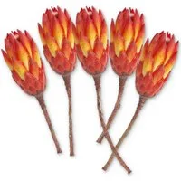 Kunstblume Protea Trockenblumen orange rot 5er Set afrikanische Zuckerbüsche Protea Zuckerbusch, matches21 HOME & HOBBY, Höhe 40 cm, Getrocknete Blumen als Boho-Deko Trockenpflanzen Tischdeko Basteln