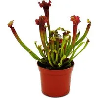 Exotenherz Zimmerpflanze Schlauchpflanze Sarracenia "Judith" Fleischfressende Pflanze 9cm Topf