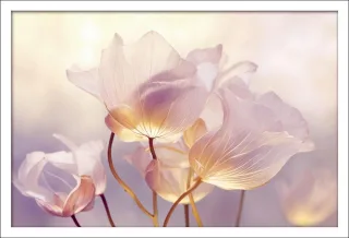 Gerahmtes Bild FLOWERS