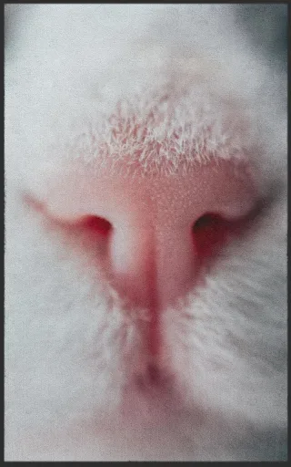 Fussmatte Katze 7633 | Größe: 60 cm x 90 cm
