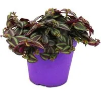 Exotenherz Zimmerpflanze Tradescantia Purple Passion Dreimasterblume lila Blättern 12cm Topf