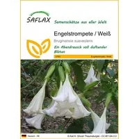 SAFLAX Blumensamen SAFLAX - Samen - Engelstrompete / Weiß