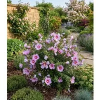 BALDUR Garten Zierstrauch Zwerg-Hibiskus 'Little Legends Pink®', 1 St., Trockenheitsresistent, genügsam, winterhart, mehrjährig