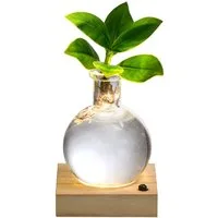 Dehner Zimmerpflanze Waterplant Balsamapfel Princess, Clusia rosea, Ø 7 cm, Höhe 20 cm, Wasserpflanze im Kugelglas, mit LED-Beleuchtung