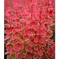 BALDUR Garten Zierstrauch Berberitze 'Orange Sunrise', 1 St., Essigbeere, winterhart, mehrjährig, pflegeleicht