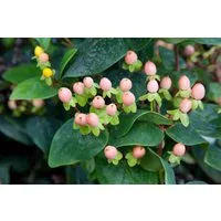 Pflanzen für Dich Staude Hypericum inodorum Magical Beauty, 1 St., Johanniskraut, Zierjohanniskraut