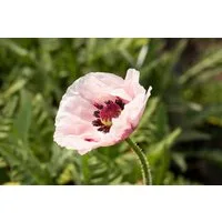 Pflanzen für Dich Staude Papaver orientale Royal Wedding, 1 St., Türkischer Mohn, Orientalischer Mohn