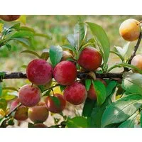 Pflanzen für Dich Obstpflanze Prunus dom. Königin Viktoria, 1 St., Königin Viktoria-Pflaume, Pflaumenbaum, süß, saftig