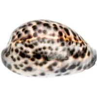 NaDeco Bastelnaturmaterial Cypraea tigris Kauri-Tigerschnecke ca. 5-7cm 20 Stück